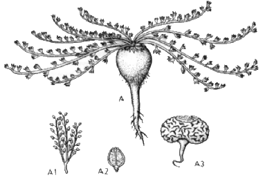 Вид растения Lepidium Meyenii